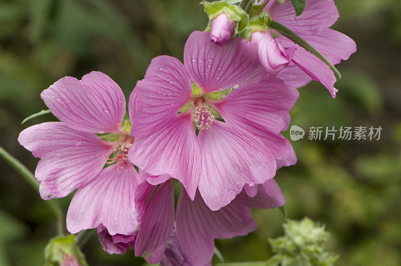 粉红色的锦葵花