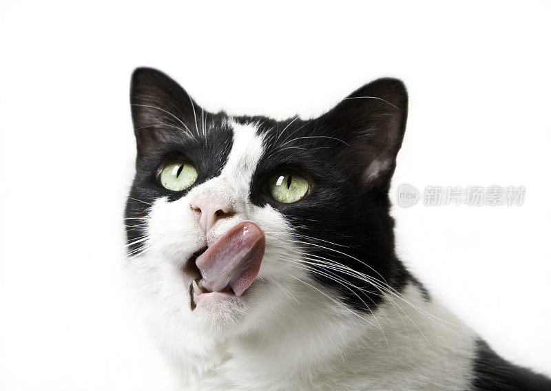 黑白猫舔嘴唇