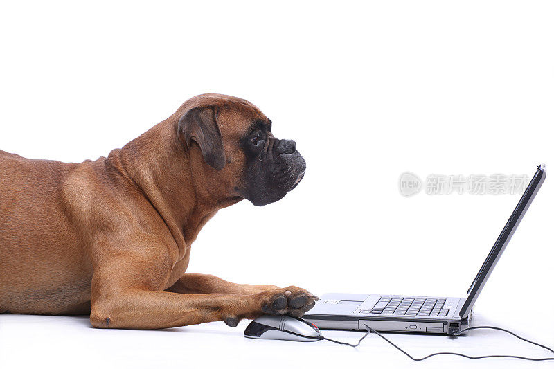 狗狗在笔记本电脑上工作