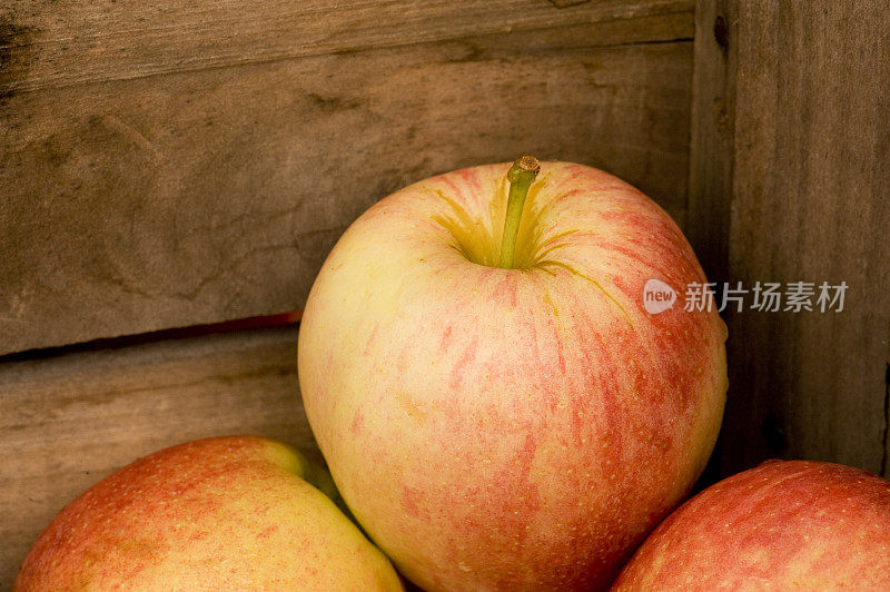 秋天的苹果在一个木桶里
