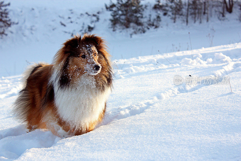 雪中的设得兰牧羊犬