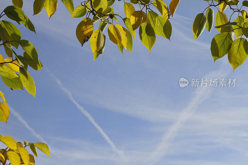 Marestails卷云秋天黄叶框架天空蓝色