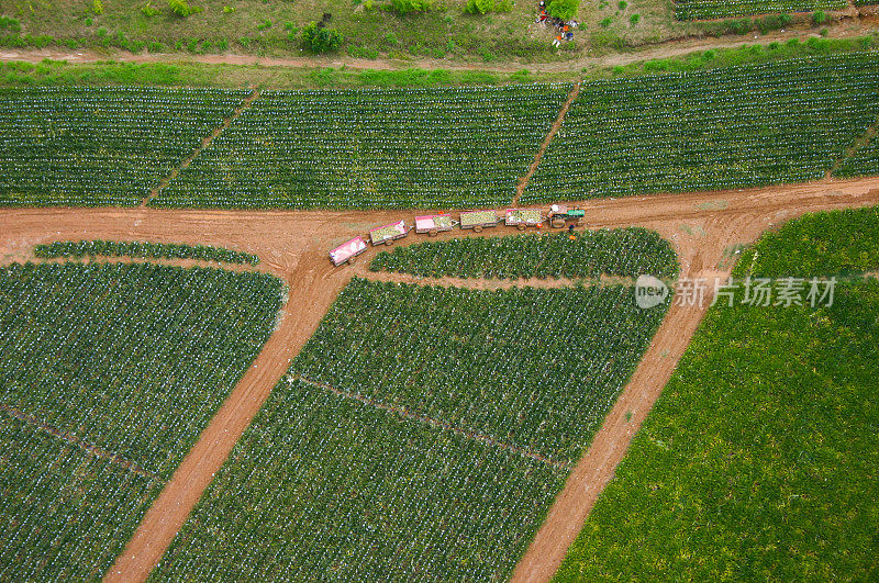 农业设备工作在菠萝种植园洪都拉斯