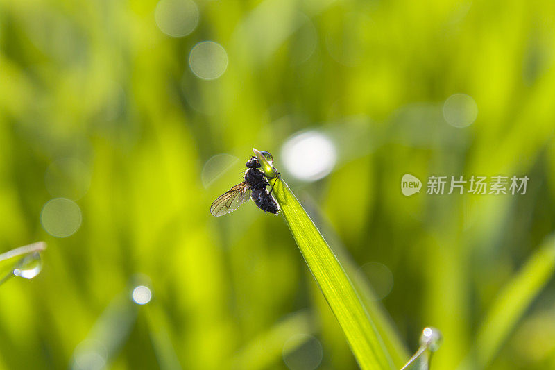 草叶上有一只小苍蝇