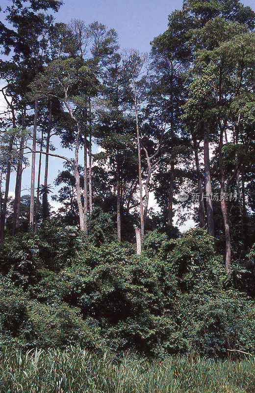 西非加纳库马西热带雨林树下的可可咖啡