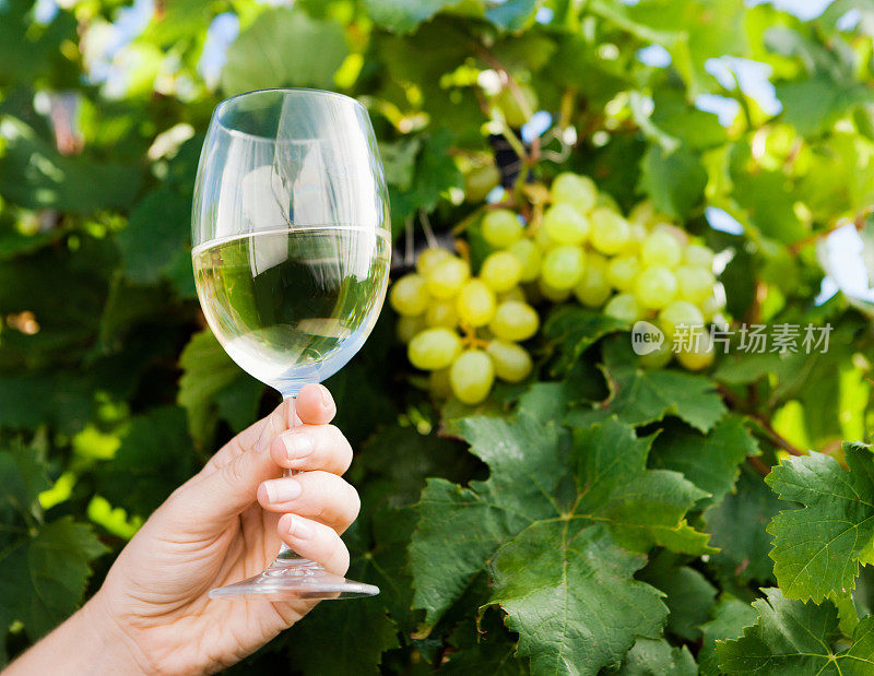 女人的手在葡萄藤上举起一杯白葡萄酒