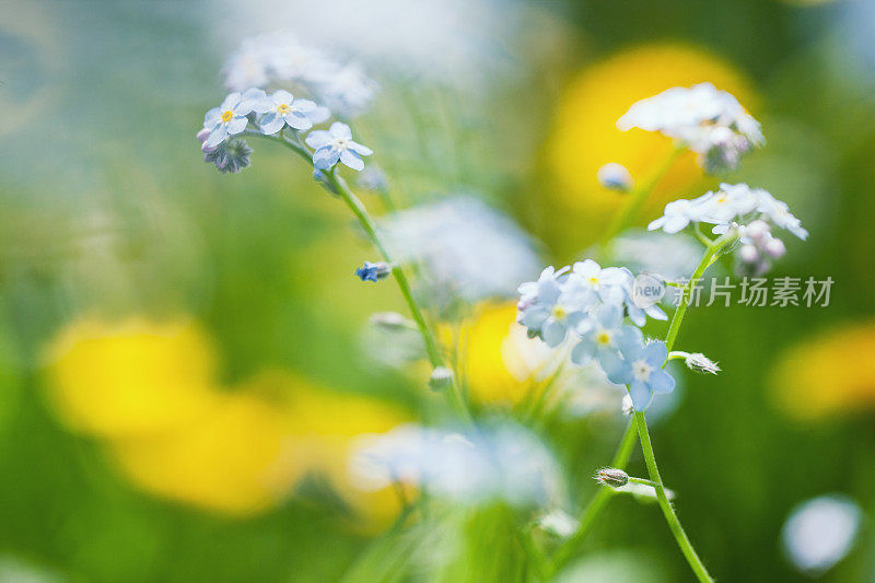 蓝色的田野花在春天-宏观特写