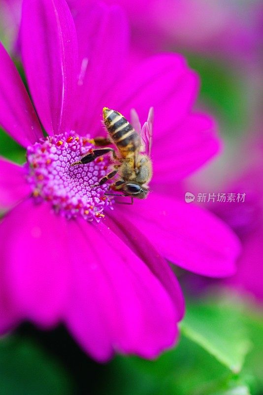 蜜蜂从花中采集花蜜