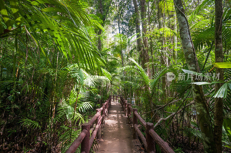 泰国甲米的红树林