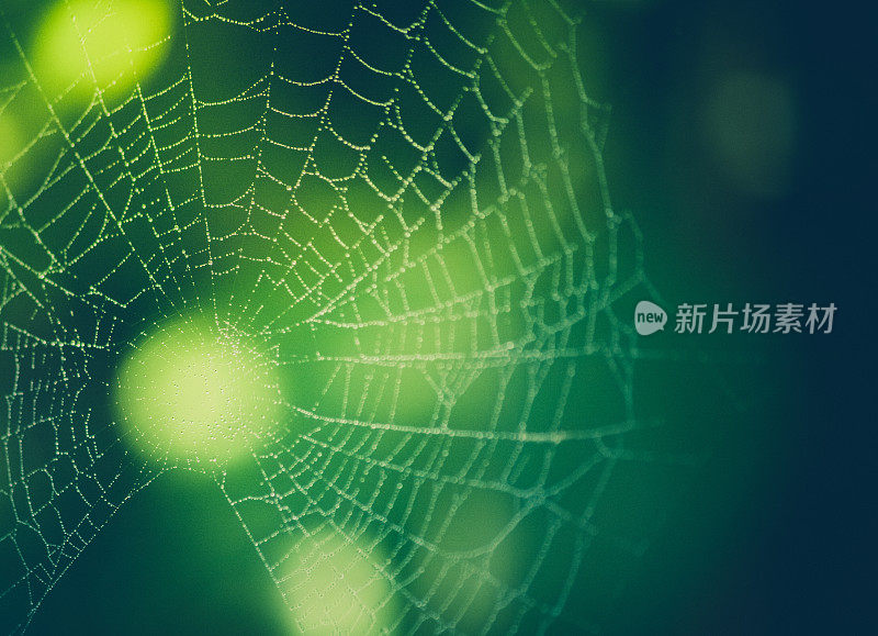 自然背景-以绿色散景为背景的蜘蛛网