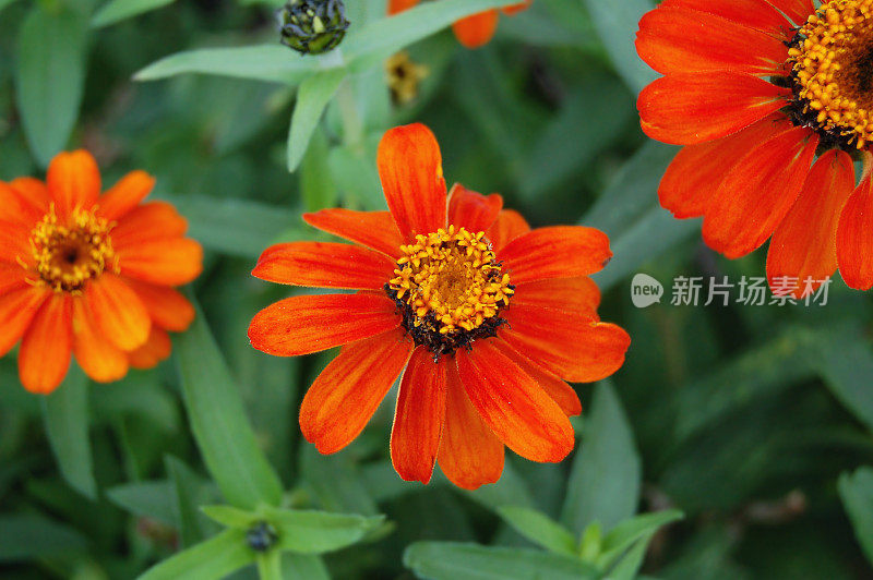 红橙色zinnia