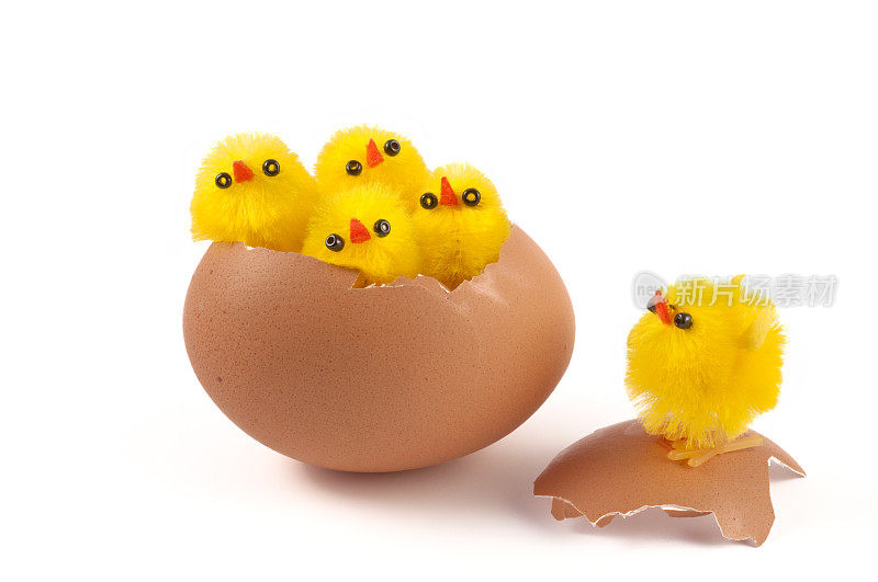 有趣的黄色复活节鸡坐在一个蛋里