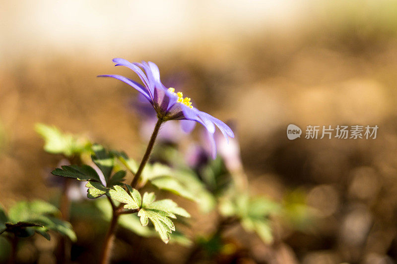 紫花植物野外特写