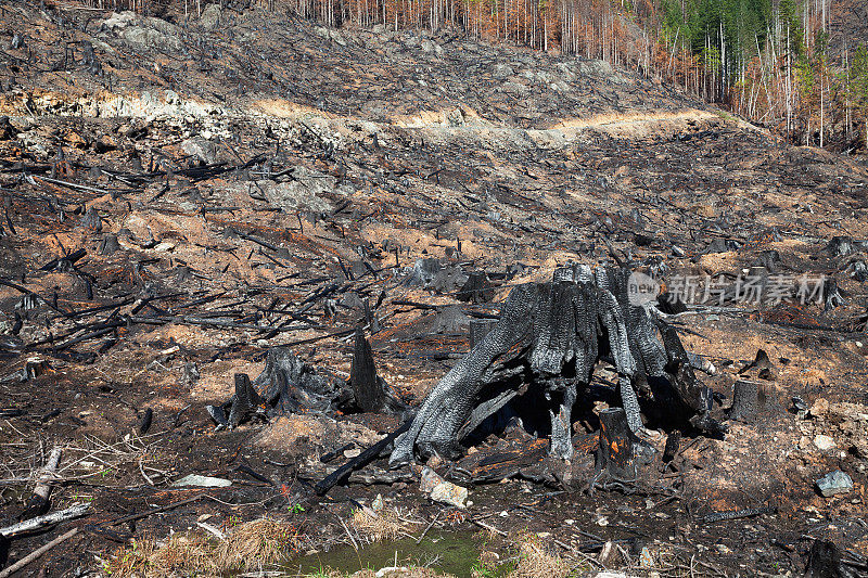 火灾和森林砍伐