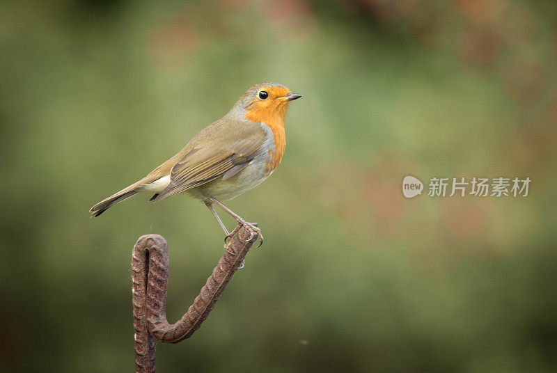 罗宾(红心rubecula)