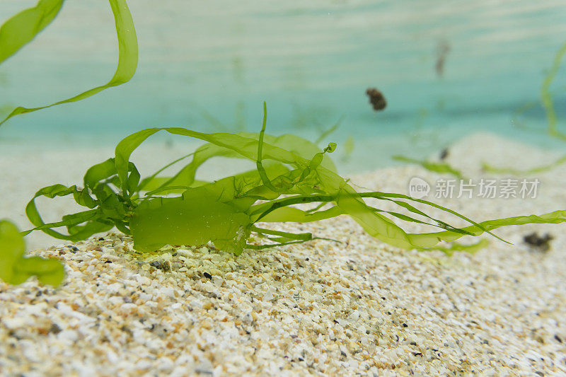 康沃尔南部浅海海床和海面