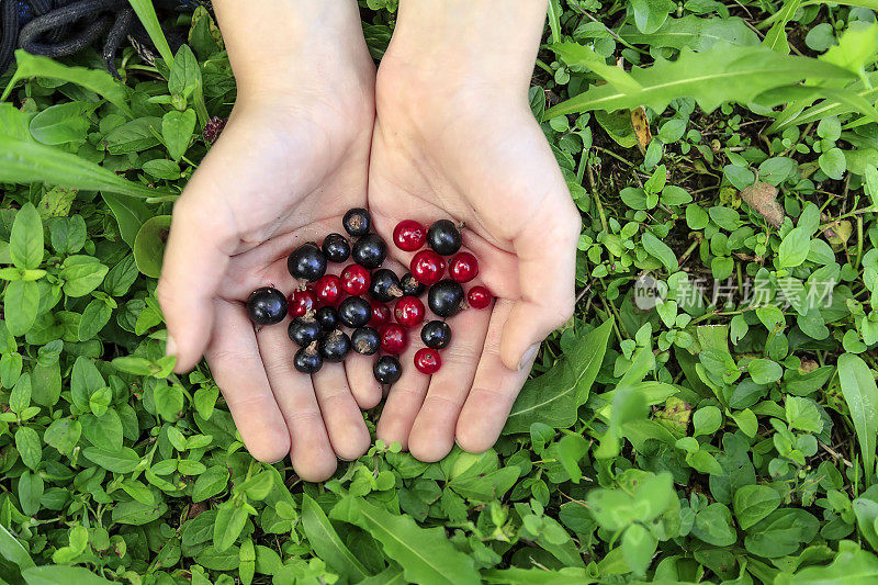 孩子们手里拿着混合的红和黑醋栗