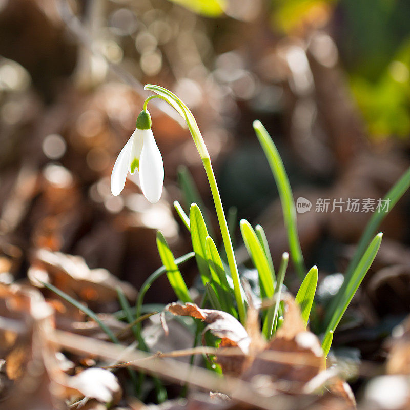 雪花莲(雪花)