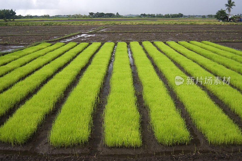 水稻幼苗