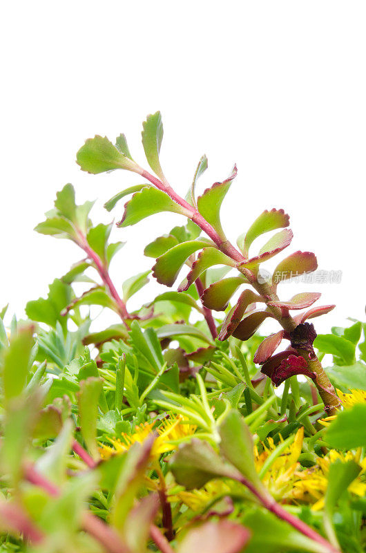 景天属植物植物的特写镜头