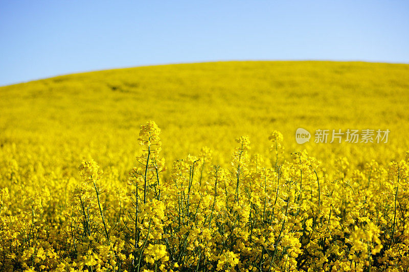 油菜开花。