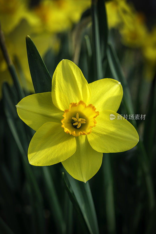 水仙花的花