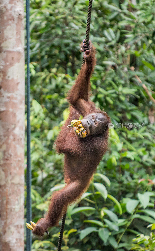 婆罗洲猩猩在吃香蕉
