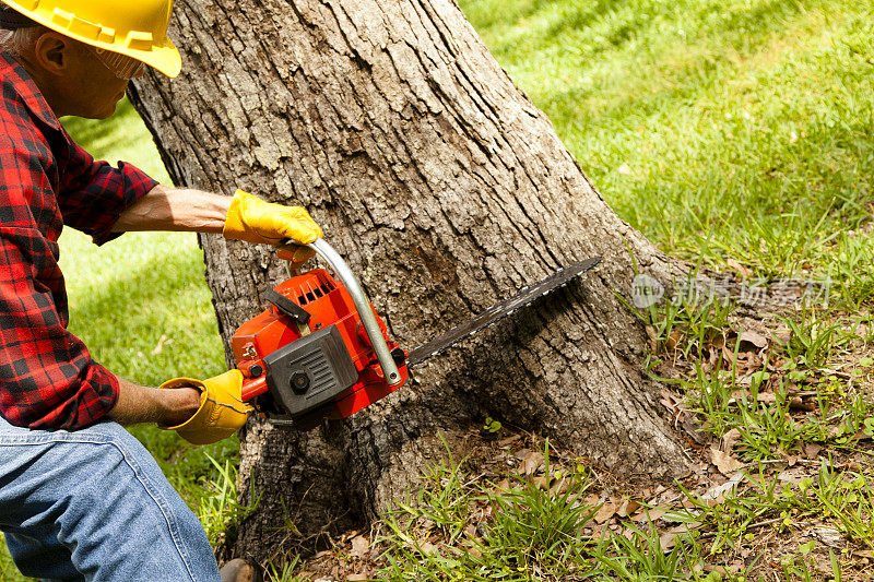 林务员或伐木工人用链锯砍树。