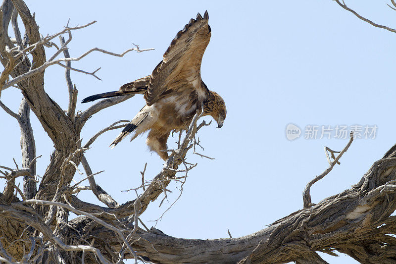 茶色鹰，卡拉加迪越境公园，南非