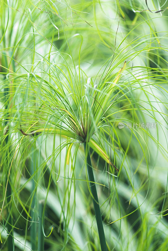 埃及纸莎草“图坦卡蒙王”草植物-三