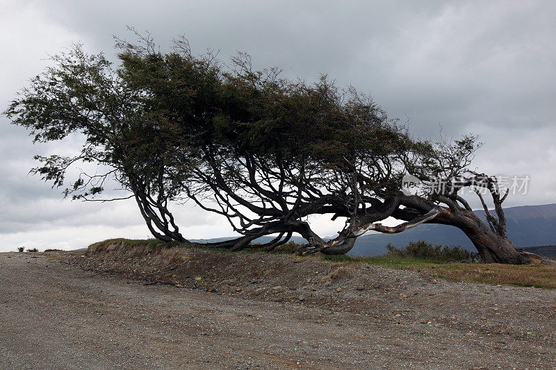 奇怪的树，乌斯怀亚，巴塔哥尼亚，阿根廷