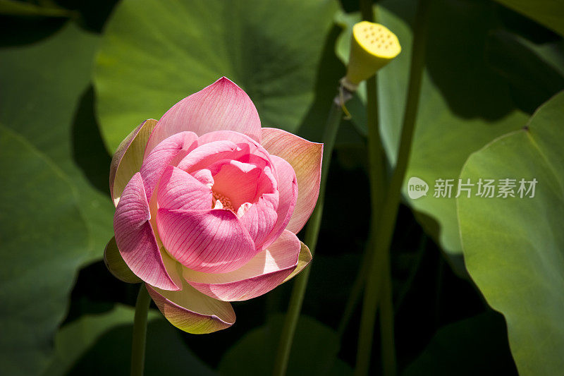 Lotus花芽
