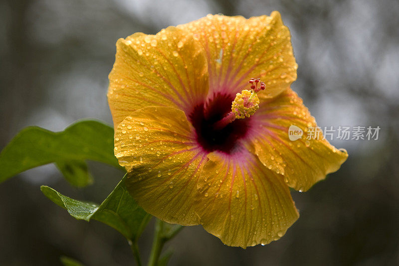 湿芙蓉热带花