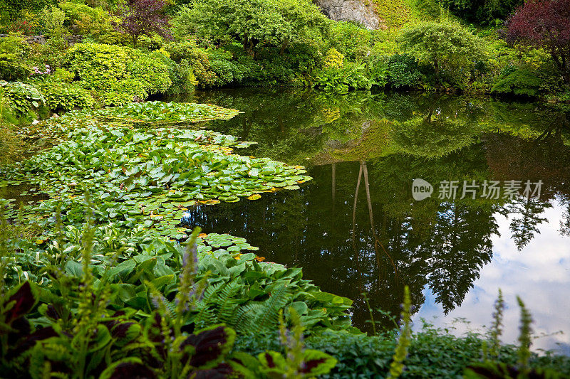 维多利亚布查花园的池塘