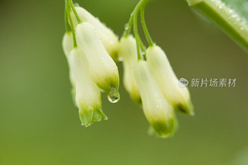 夏雨