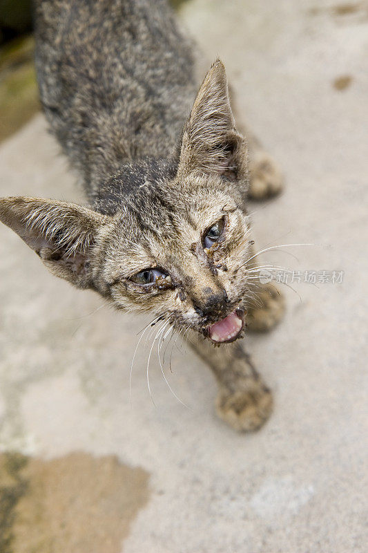 生病的猫