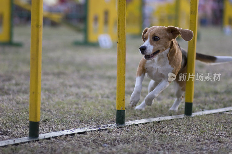 编织波兰人