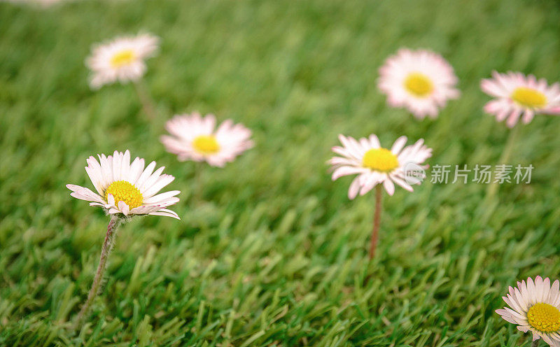 雏菊花群