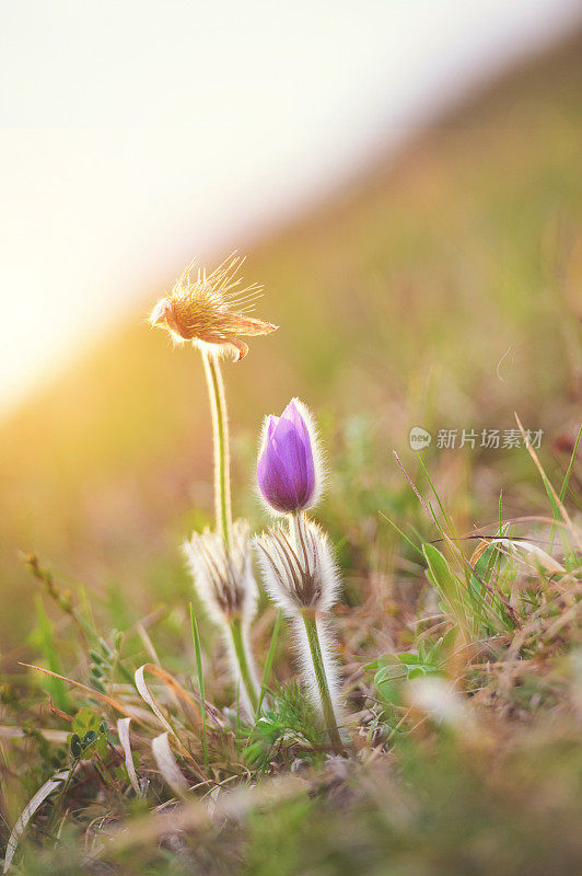 大白鸽花