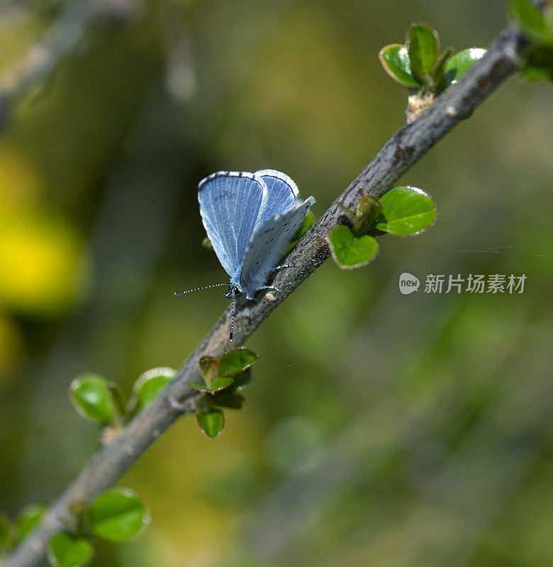 小蓝蝴蝶