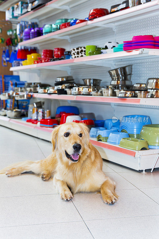 可爱的金毛猎犬在宠物店