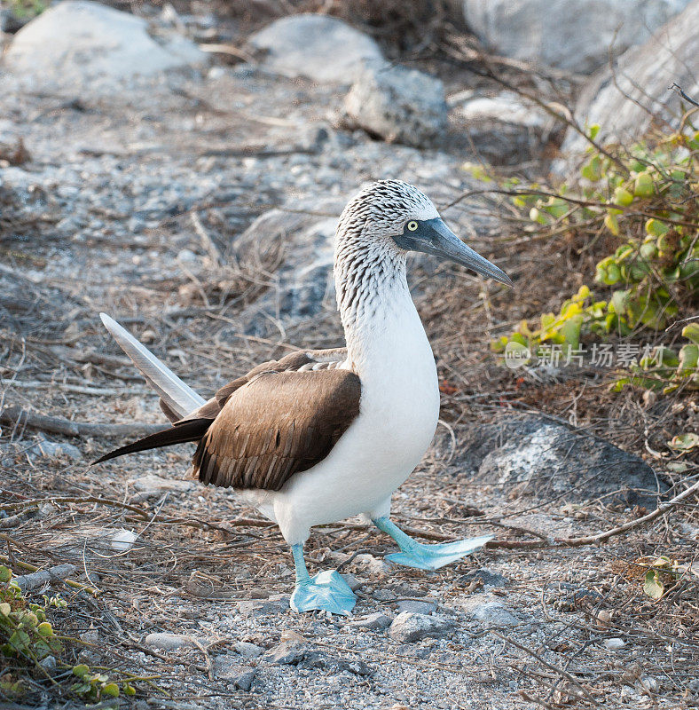 蓝脚鲣鸟抬起脚站在加拉帕戈斯群岛的埃斯帕诺拉岛上