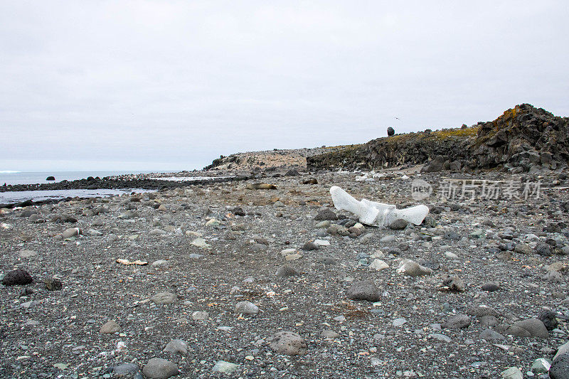 南极洲:企鹅岛上的海豹
