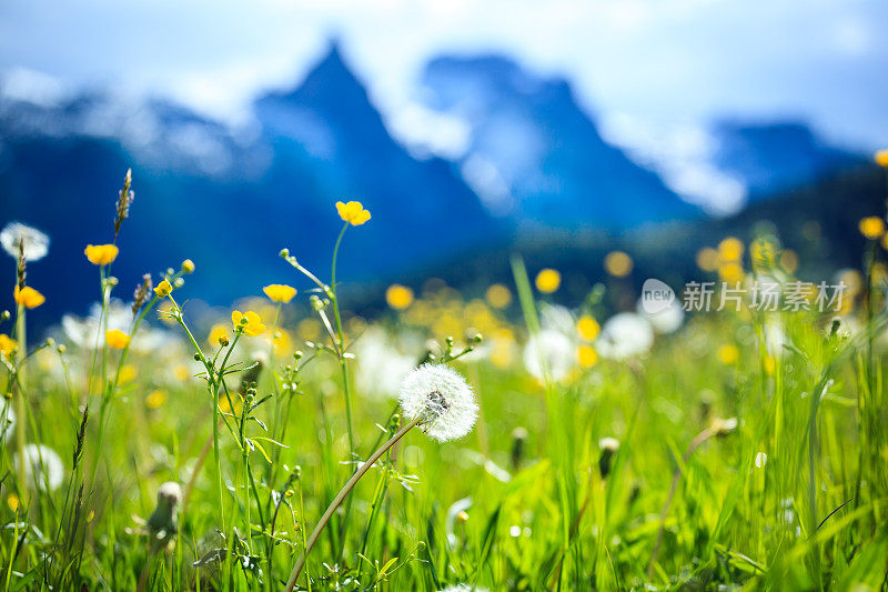 Alpen景观-绿色草地充满春天的鲜花-选择性焦点(不同的焦点检查其他图像在系列)