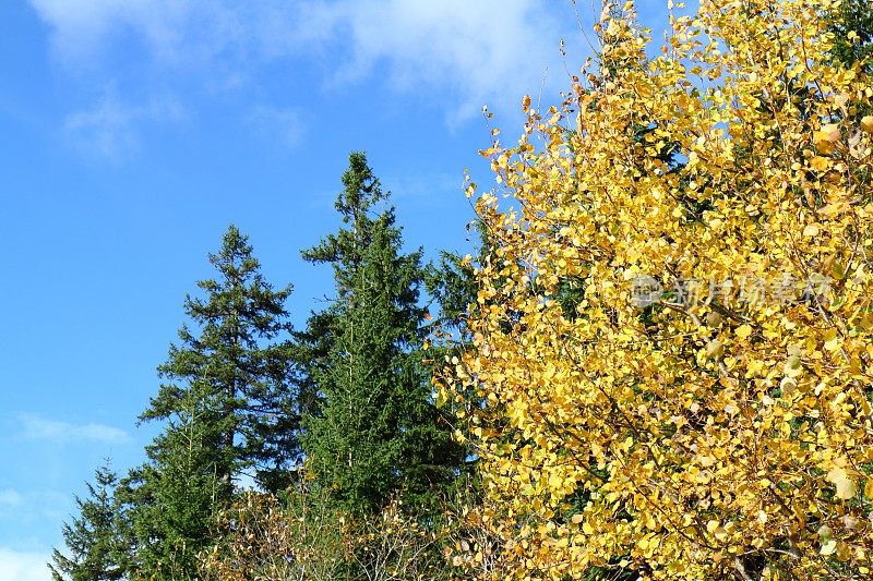 秋天有桦树和冷杉