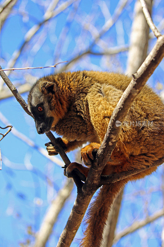 马达加斯加:马达加斯加的红额狐猴