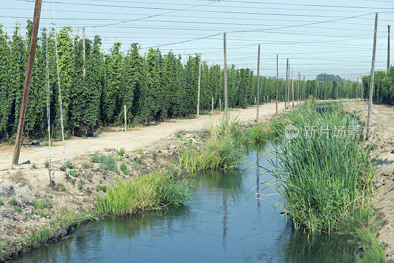 灌溉运河和啤酒花田在亚基马山谷WA