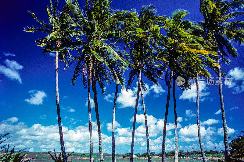 哈雷瓦的椰子树