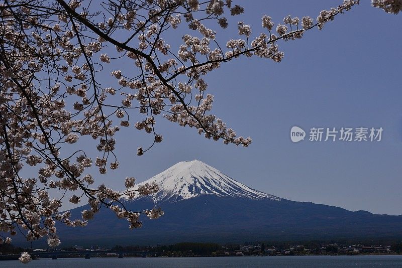 富士山和川口湖的樱花