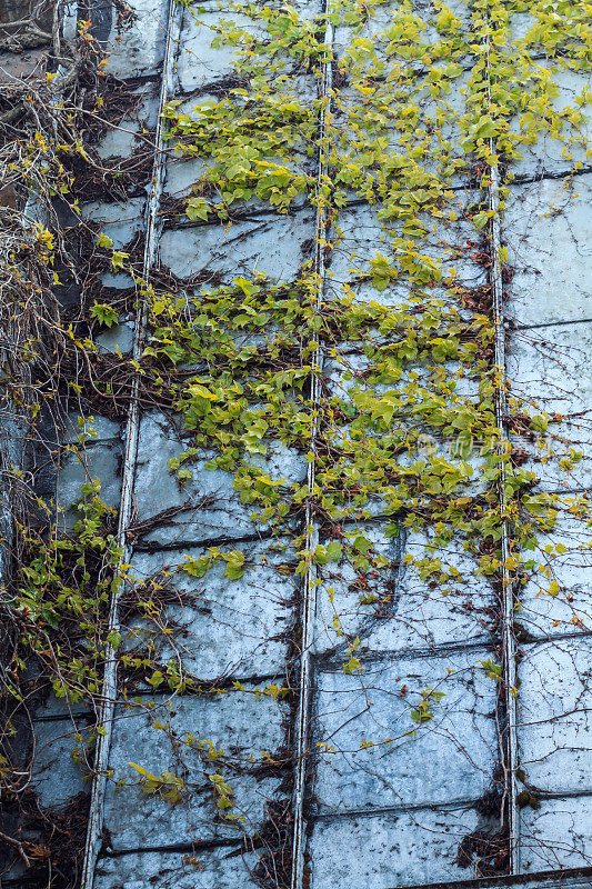 把植物种在墙上。绿色植物在锈迹斑斑的金属墙上或锈迹斑斑的锌渣作背景。